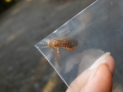 Theronia