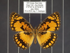 Byblia anvatara crameri