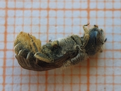 Osmiini