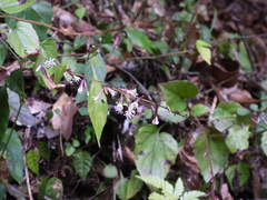 Ainsliaea macroclinidioides