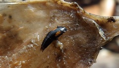 Tachinus subterraneus