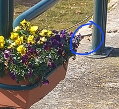 Macroglossum stellatarum