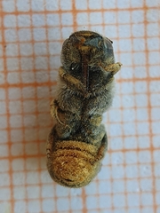 Osmiini