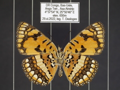 Byblia anvatara crameri