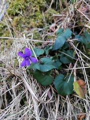 Viola reichenbachiana