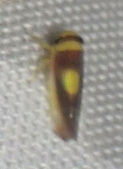 Colladonus clitellarius