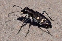 Cicindela sylvatica