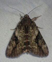 Catocala micronympha