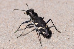 Cicindela sylvatica