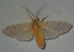Halysidota