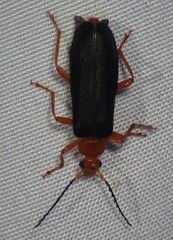 Neopyrochroa flabellata