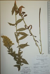 Solidago fallax molina