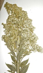 Solidago fallax molina
