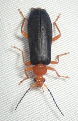Neopyrochroa flabellata