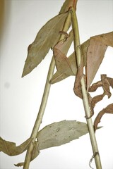 Solidago fallax molina