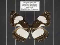 Neptis serena serena