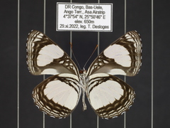 Neptis serena serena