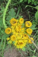 Berkheya umbellata