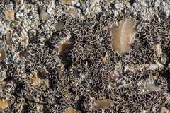 Lecanora campestris