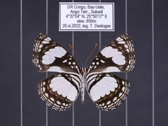 Neptis morosa