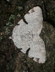 Macaria subcessaria