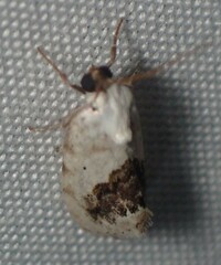 Ponometia erastrioides