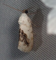 Ponometia erastrioides