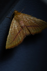 Striglina