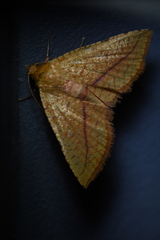 Striglina