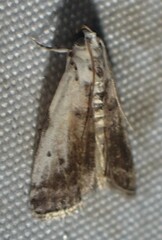 Acrobasis tumidulella