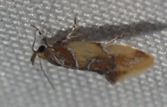 Epicallima argenticinctella