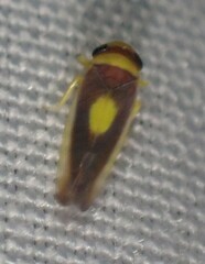 Colladonus clitellarius