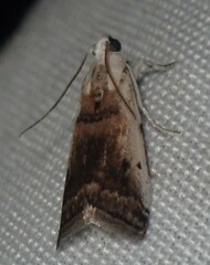 Acrobasis tumidulella