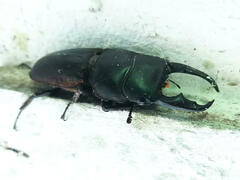 Lucanidae