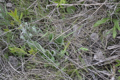 Plantago urvillei