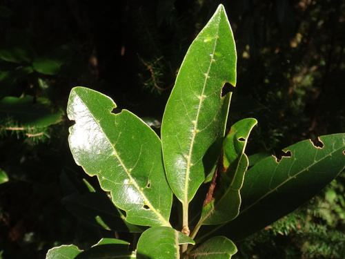 Laurus novocanariensis (Laurus novocanariensis)