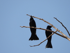 Dicrurus hottentottus