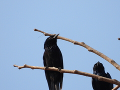 Dicrurus hottentottus