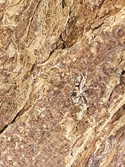 Menemerus bivittatus