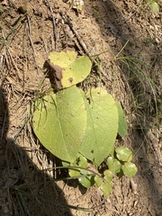 Trachystemon orientalis
