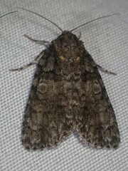 Acronicta increta