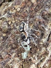 Menemerus bivittatus