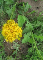 Berkheya umbellata
