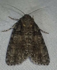 Acronicta increta