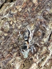 Menemerus bivittatus