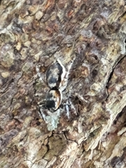 Menemerus bivittatus