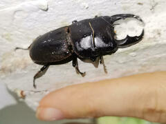 Lucanidae