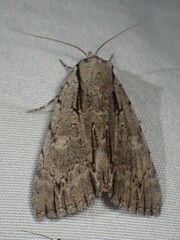 Catocala clintonii