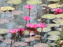 Nymphaea rubra