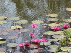 Nymphaea rubra